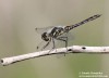 Vážka tmavá (Vážky), Sympetrum danae, Anisoptera (Odonata)